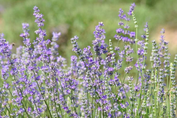 16115062_1379979375379760_7679376884423780945_n